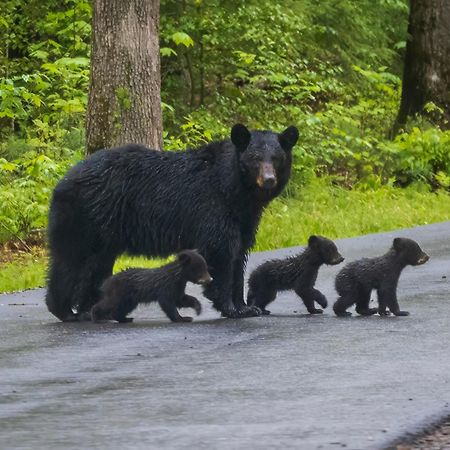 Papa Bear, Hot Tub, Wifi, 1089 Free Tickets Each Paid Day, Dollywood And More Sevierville Buitenkant foto